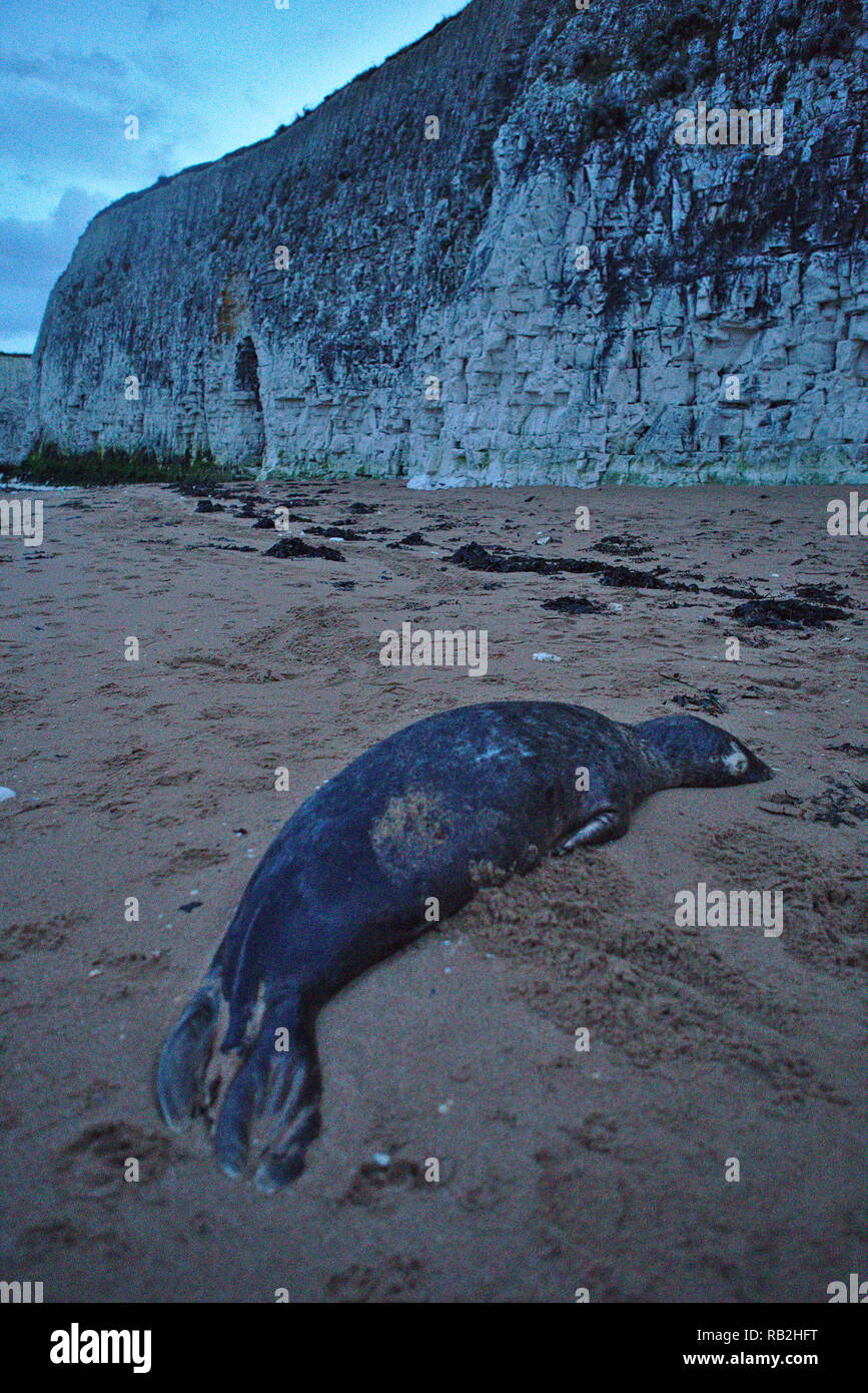 Guarnizione morto lavato fino sulla spiaggia di Botany Bay al crepuscolo Foto Stock