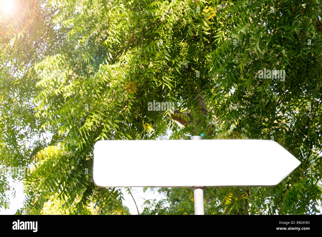 Freccia vuota segno nella foresta tropicale con spazio per testo, spazio vuoto Foto Stock