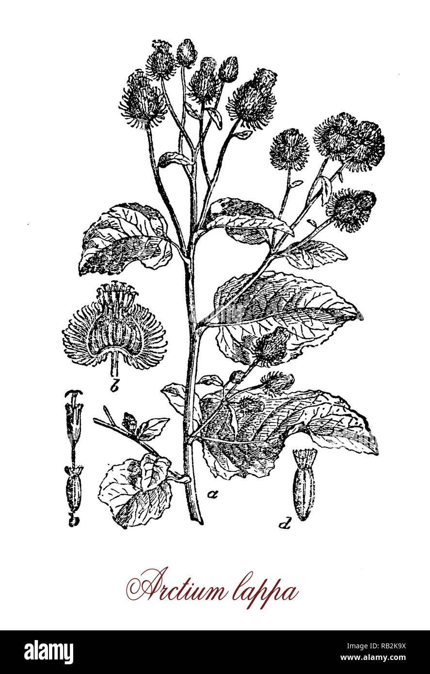 Vintage incisione di arctium lappa o maggiore bardana, Eurasian impianto nella famiglia di girasole con fiori viola e radici commestibili Foto Stock