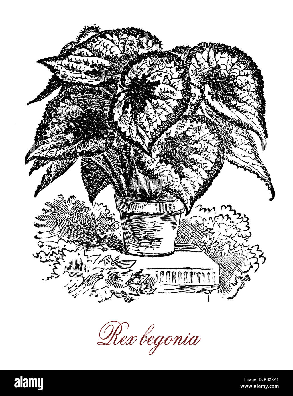 Vintage incisione di begonia rex, houseplant popolari coltivate per il fogliame ornamentale con bold e colpendo i contrassegni Foto Stock