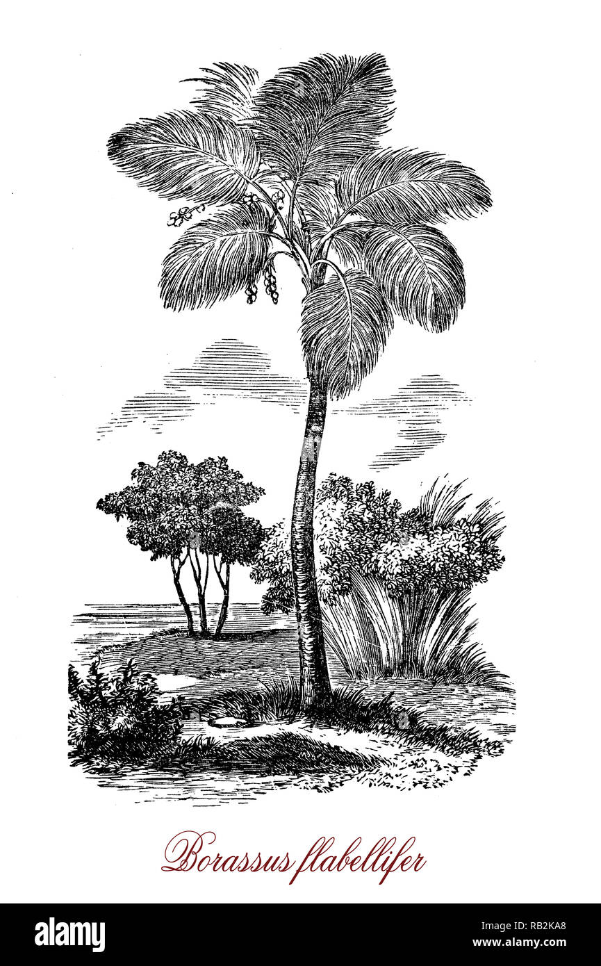 Vintage incisione di Borassus flabellifer o dopp palm, albero nativa per il sud-est asiatico con la forma di un ventaglio di foglie formati utilizzati, ceste, ventole, cappelli.carnosi commestibili di frutta dolce può essere consumata cruda o cotta. Foto Stock