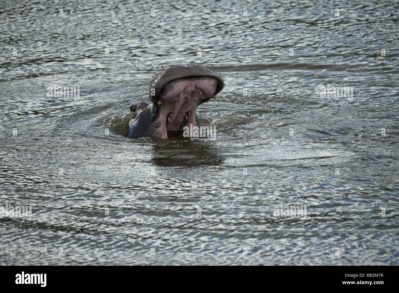 Ippopotamo o ippopotamo (Hippopotamus amphibius) in corrispondenza della superficie dell'acqua con la sua bocca aperta nel selvaggio del Sud Africa Foto Stock