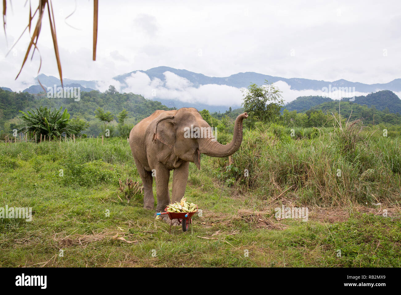 Un elefante a Luang Prabang, Laos. Foto Stock