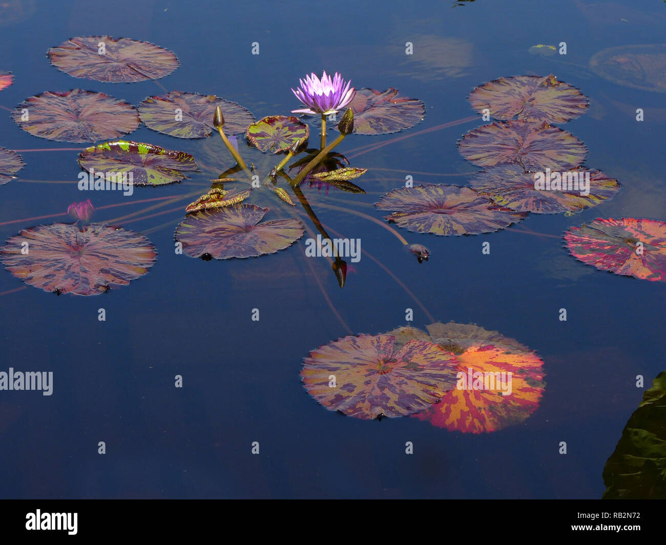 Ninfea in koi pond. Foto Stock