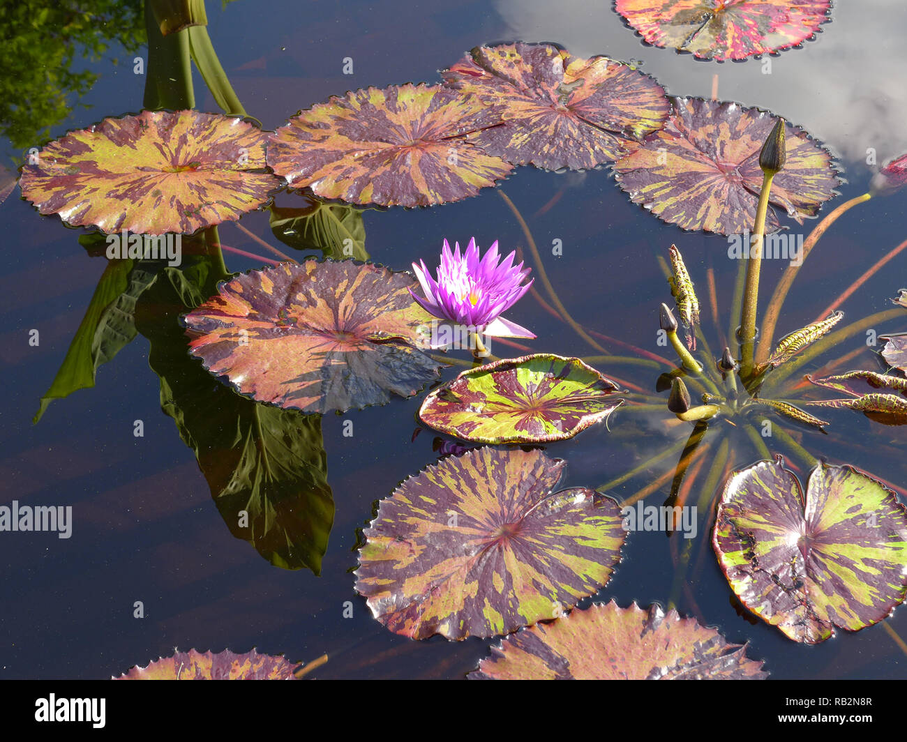 Ninfea in koi pond. Foto Stock