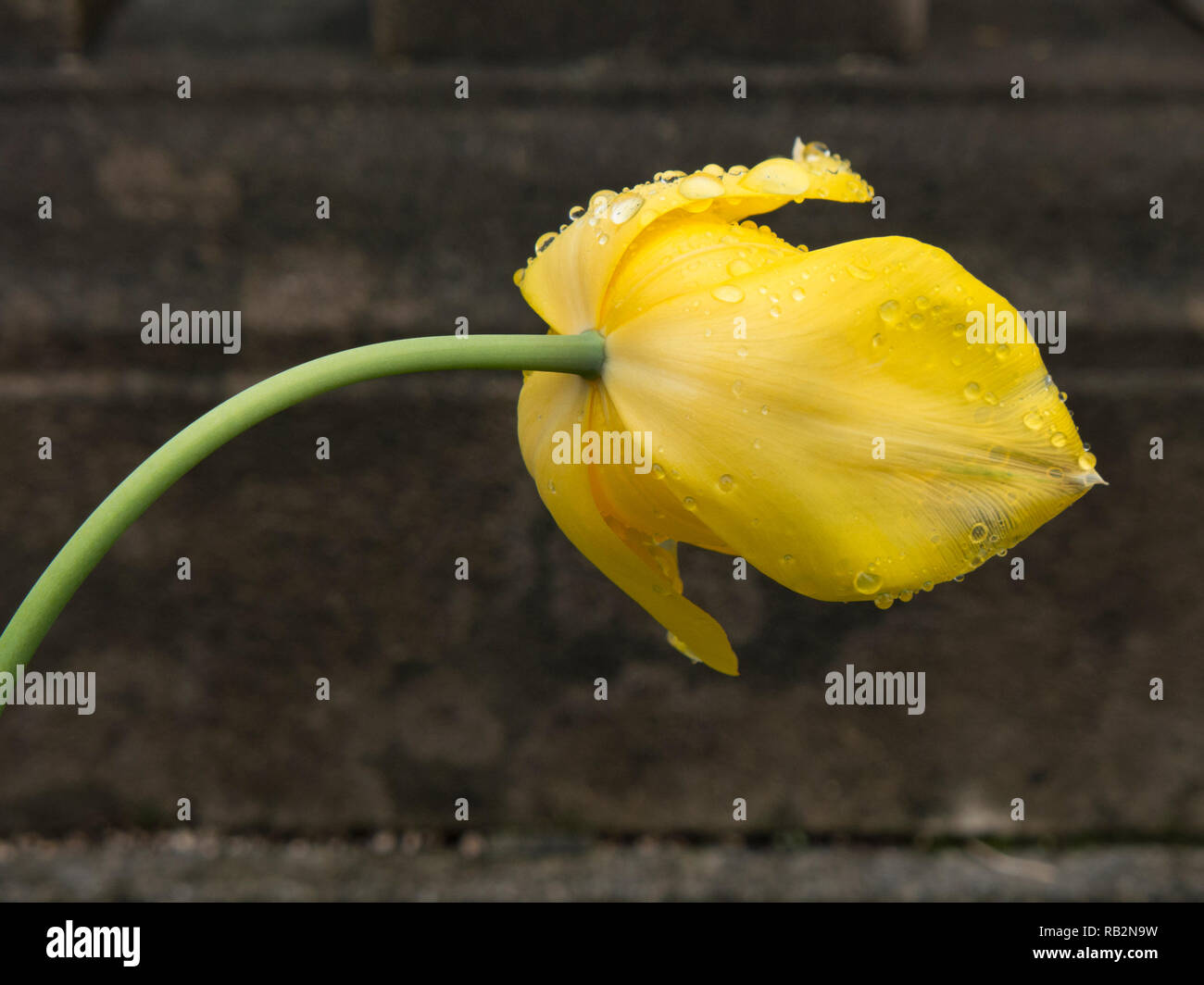 La molla di docce in tulipani. Foto Stock