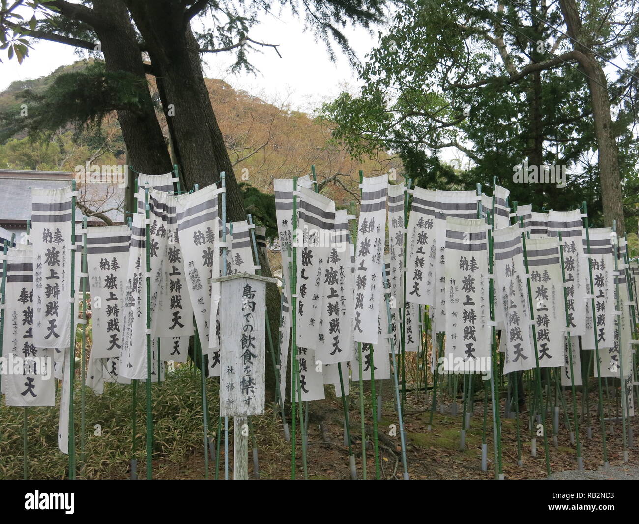 Preghiere o benedizioni con script giapponese appendere in strisce da genpei stagni a Tsurugaoka Hachimangu sacrario scintoista Foto Stock