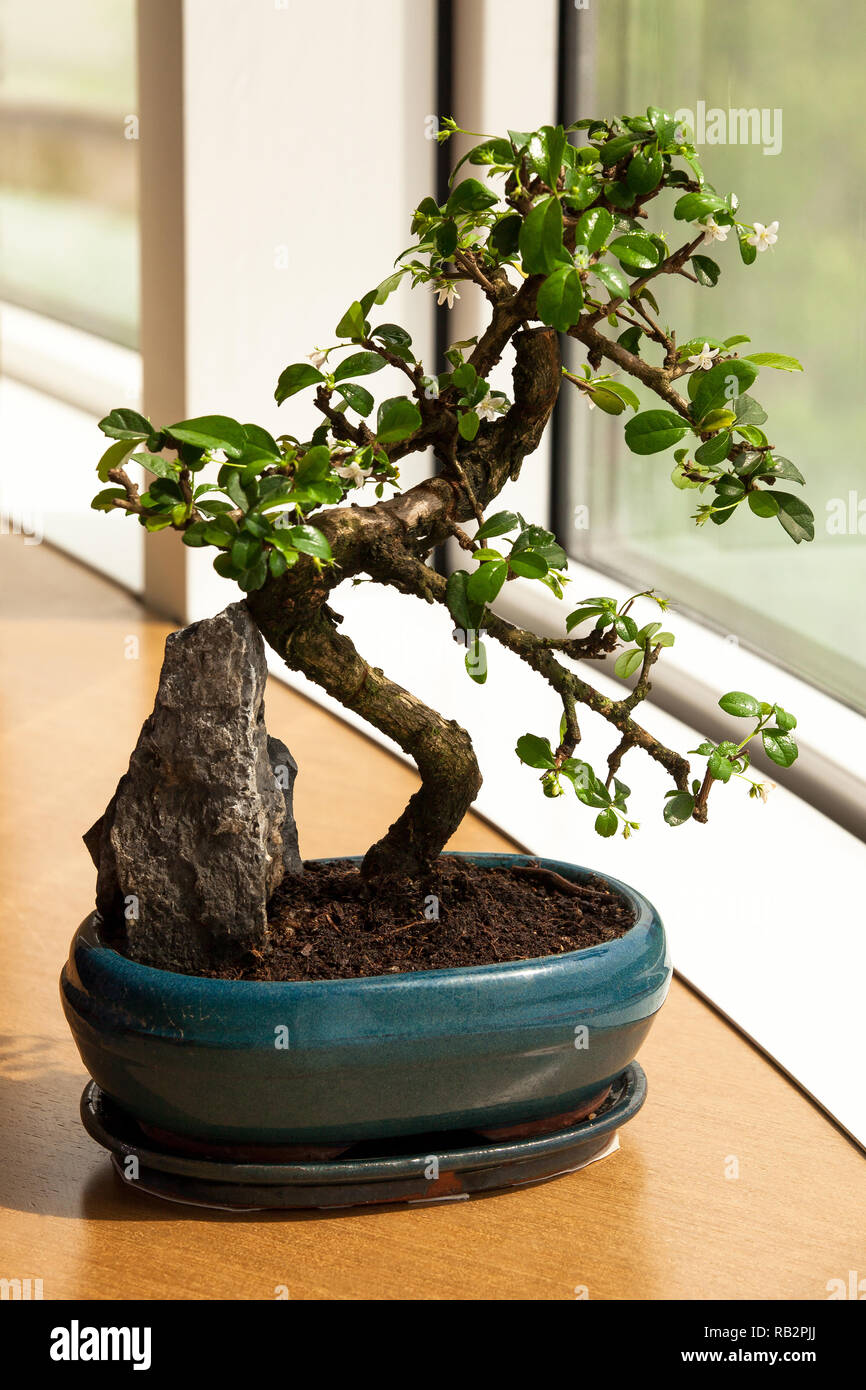 Bonsai di front office, finestra di circa 35 cm di altezza, circa dieci anni. Foto Stock