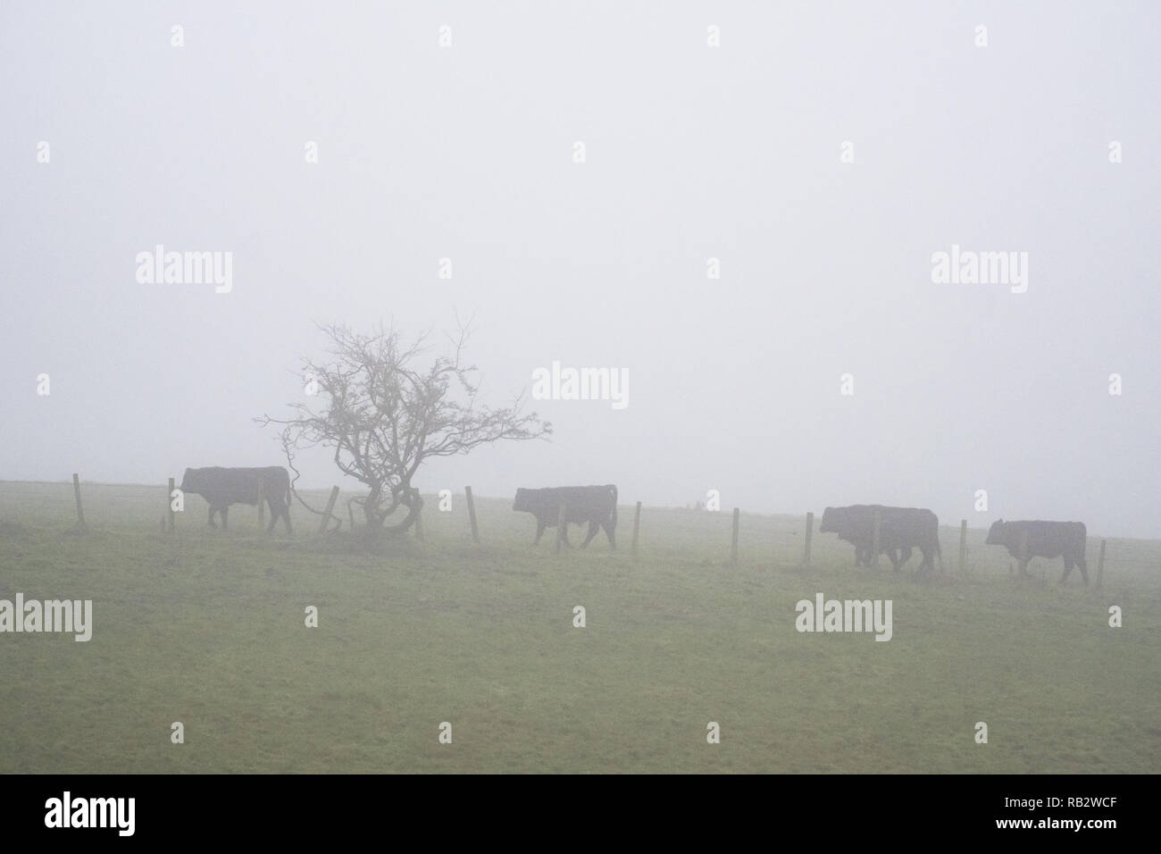 East Dunbartonshire, Scotland, Regno Unito. Il 6 gennaio 2018. Regno Unito - previsioni del tempo - bovini nella nebbia in Baldernock, East Dunbartonshire, 10 miglia a nord del centro città di Glasgow Credit: Kay Roxby/Alamy Live News Foto Stock