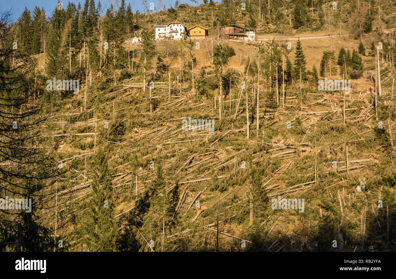 Traversata alpina del ciclone Adrian (noto anche con il nome di Vaia) la tempesta Vaia ha causato notevoli danni alle foreste italiane, soprattutto nel nord-est d'Italia. Ottobre 2018 Foto Stock