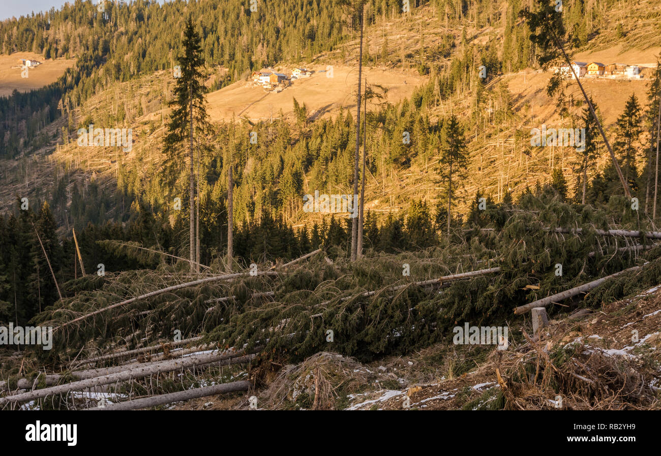 Traversata alpina del ciclone Adrian (noto anche con il nome di Vaia) la tempesta Vaia ha causato notevoli danni alle foreste italiane, soprattutto nel nord-est d'Italia. Ottobre 2018 Foto Stock