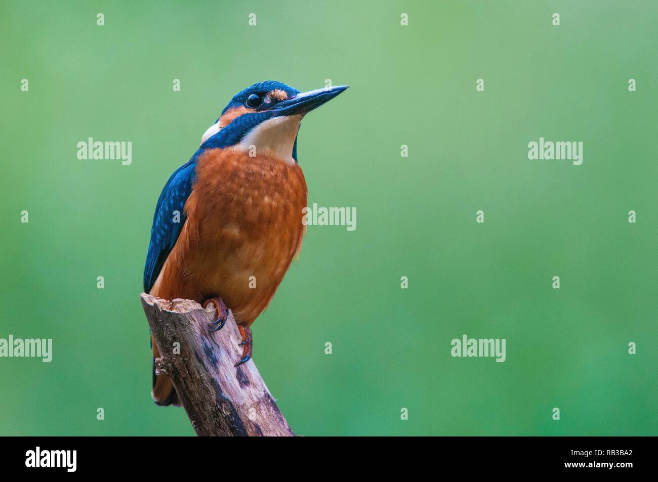 Un vicino la foto di un Kingfisher su un ramo Foto Stock