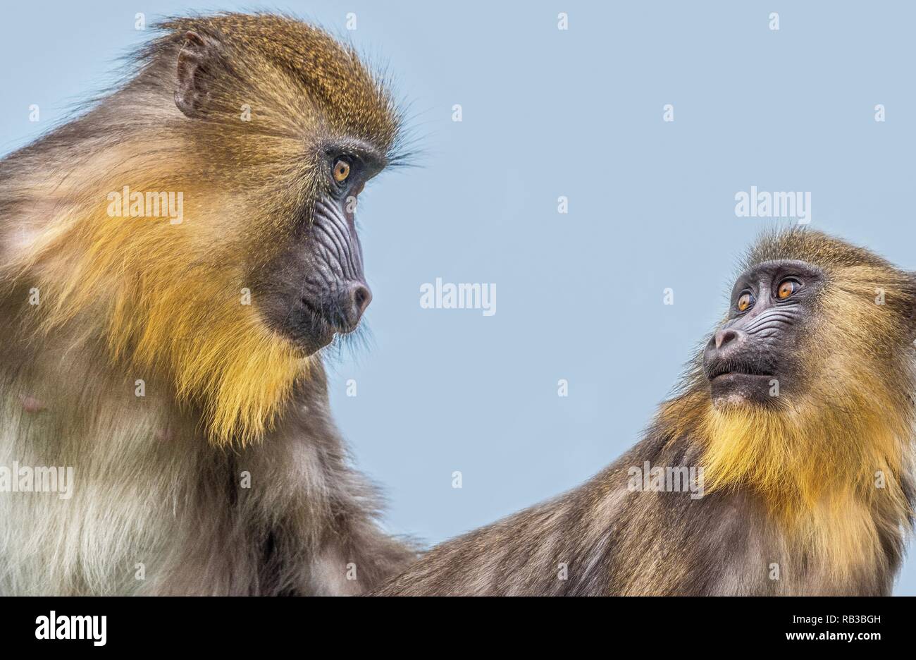 Un vicino la foto di un Mandrill Foto Stock