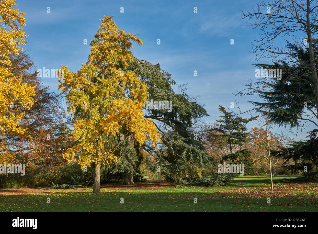 Ginkgo biloba tree kew gardens Foto Stock