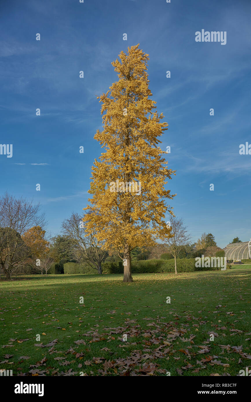 Ginkgo biloba tree kew gardens Foto Stock