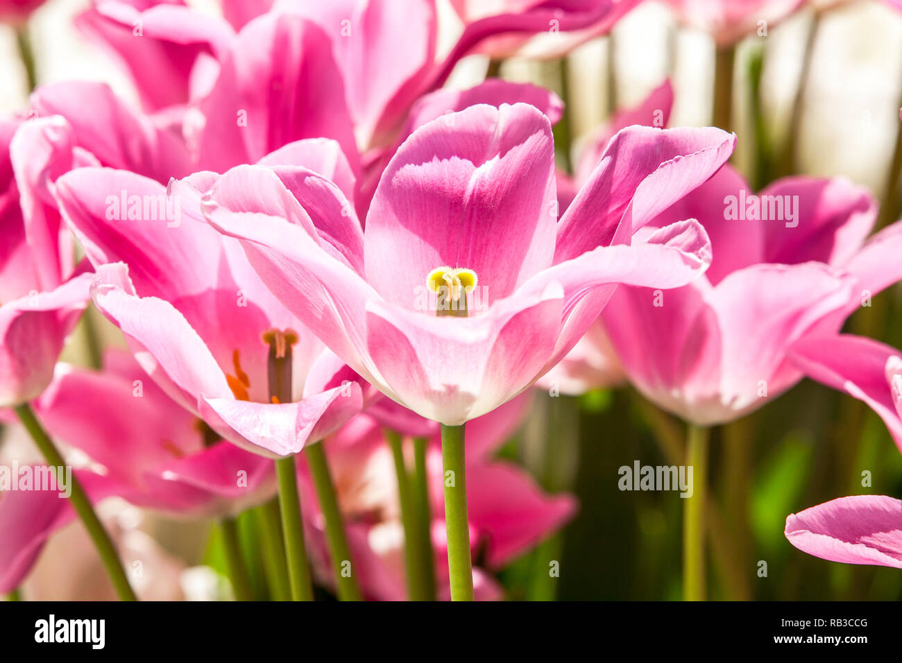 Molla di rosa fiori di tulipani, sfondo floreale Foto Stock