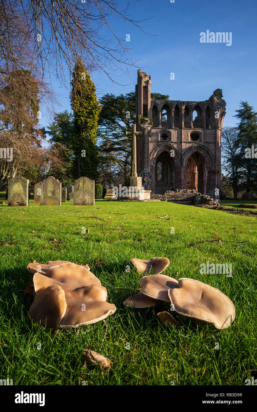 Abbazia di Dryburgh, Scozia, vicino a Melrose nei confini. I funghi che crescono su verde. Foto Stock