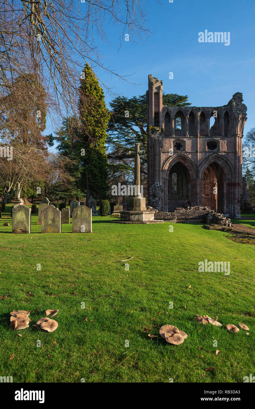 Abbazia di Dryburgh, Scozia, vicino a Melrose nei confini. I funghi che crescono su verde. Foto Stock
