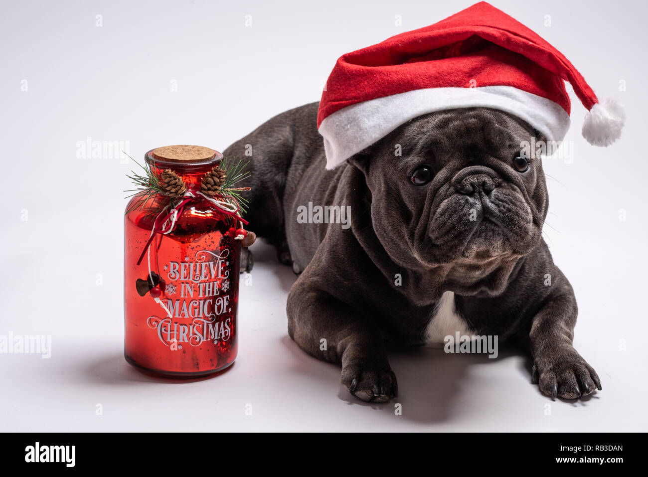 Carino Blue Bulldog Francese Indossando Santa Claus Hat E Permanente Per Un Barattolo Di Auguri Credo Nella Magia Del Natale Testo Shot In Studio Contro White Bac Foto Stock Alamy