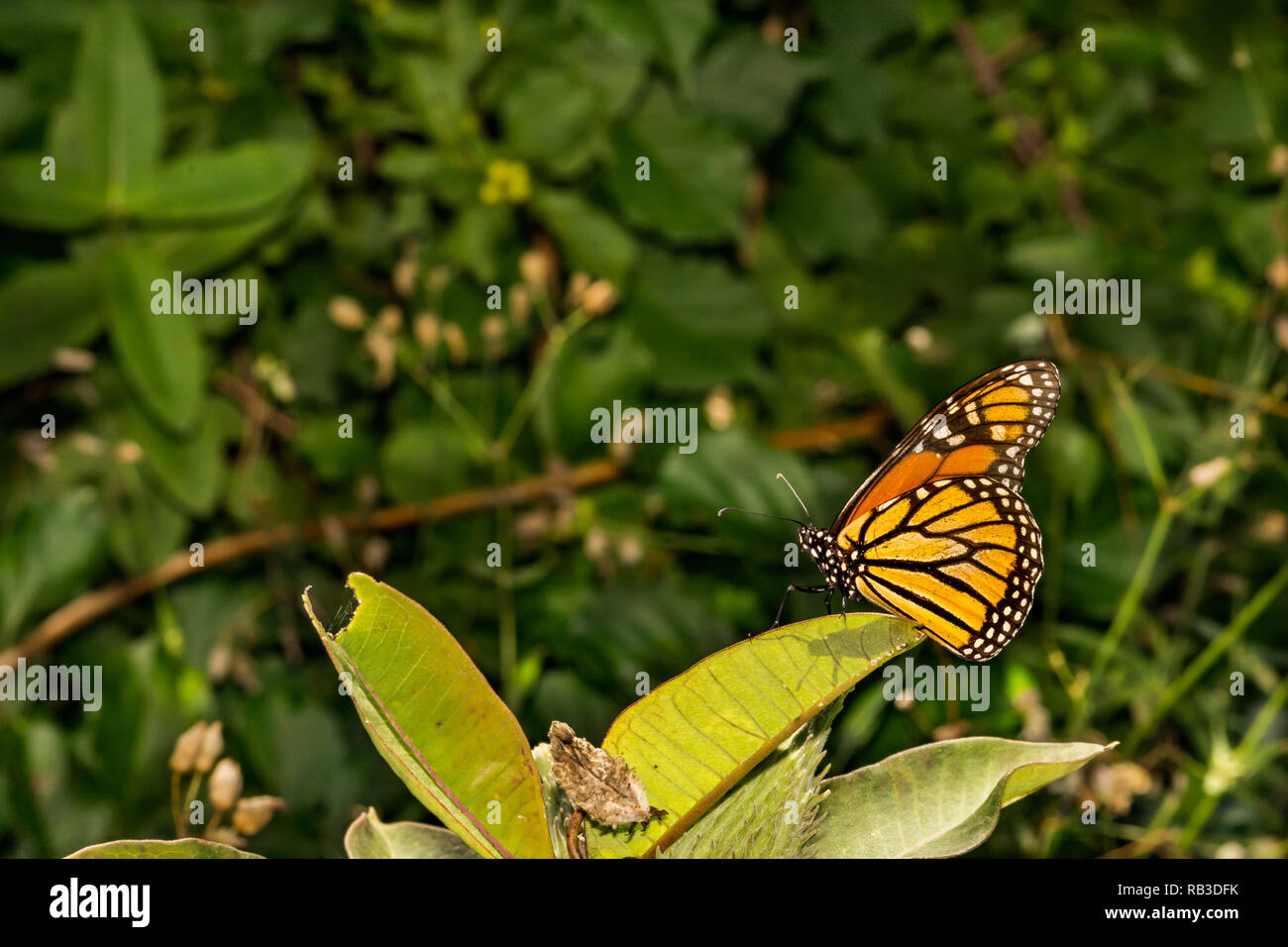 Farfalla monarca (Danaus plexippus) Foto Stock