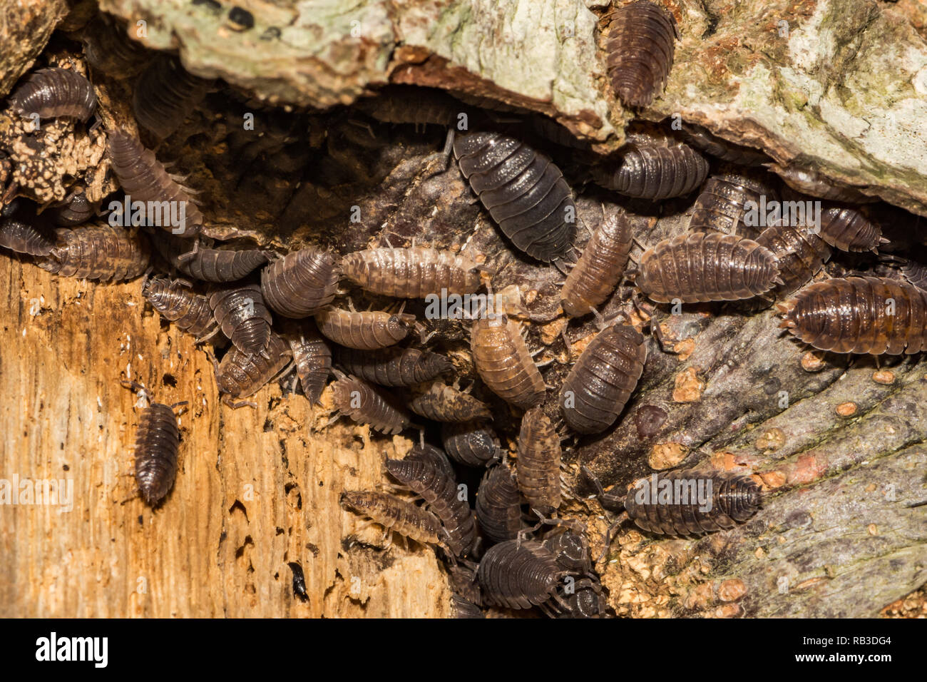 Sowbugs (Oniscus spp.) Foto Stock