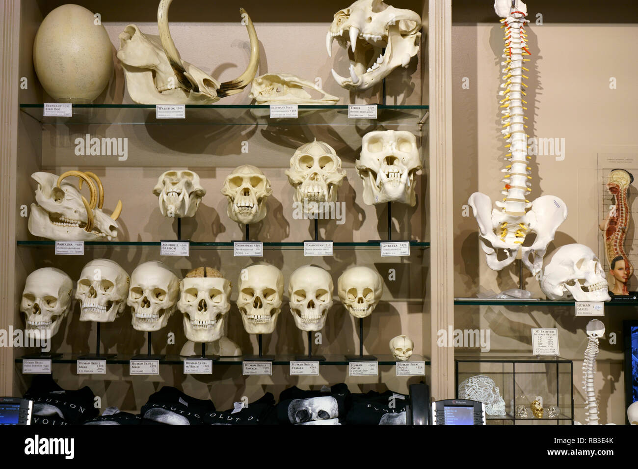 Teschi umani visualizzare nell'evoluzione Store in Soho.La parte inferiore di Manhattan.New York City.NY.USA Foto Stock