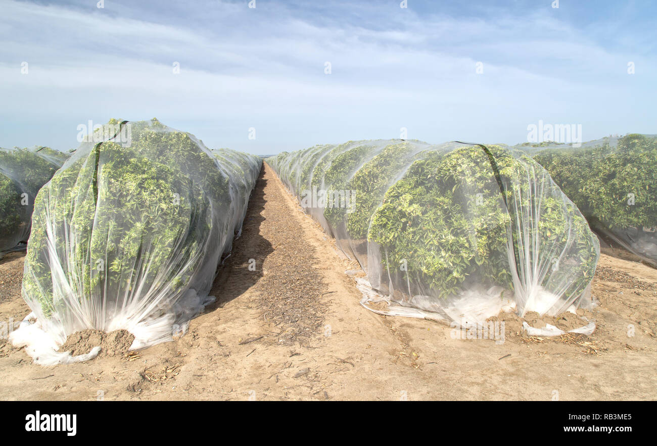 Il Netting proteggere 'Clementina' mandarin orchard contro l'impollinazione incrociata di frutta, polietilene maglia fine pezza. Foto Stock