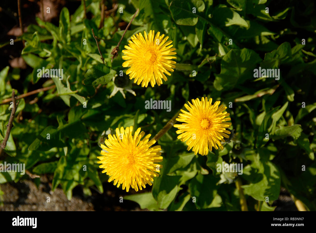 Tre tarassaco (Taraxacum officinalis) le teste dei fiori, disposti a triangolo, Inghilterra Foto Stock