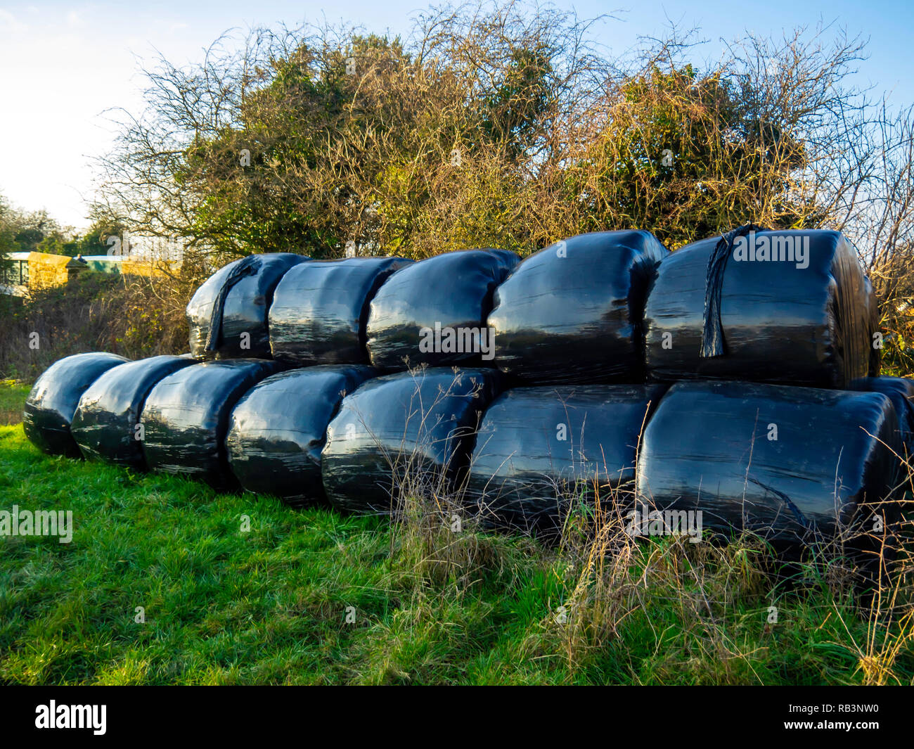 In plastica nera avvolta di fieno o balle di paglia per l'inverno di mangime animale in una fattoria via nel North Yorkshire Foto Stock