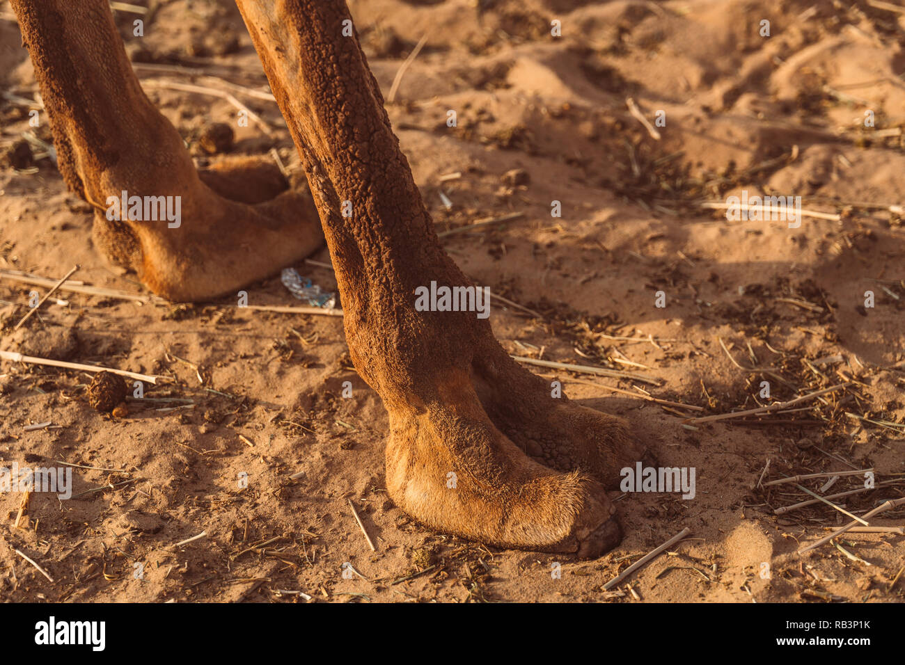 Wild cammelli nel deserto di Al Khatim ad Abu Dhabi, Emirati Foto Stock