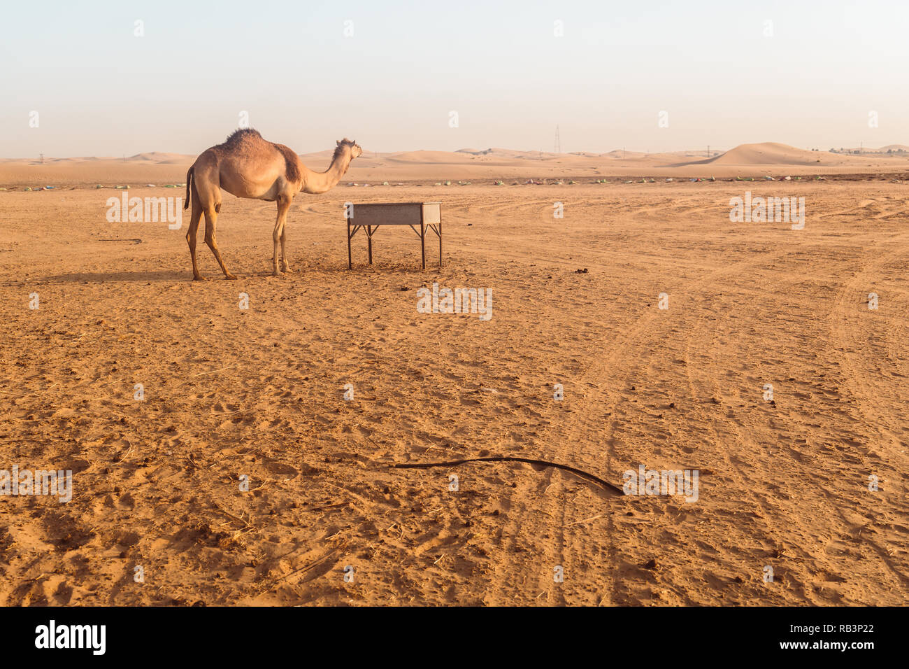 Wild cammelli nel deserto di Al Khatim ad Abu Dhabi, Emirati Foto Stock