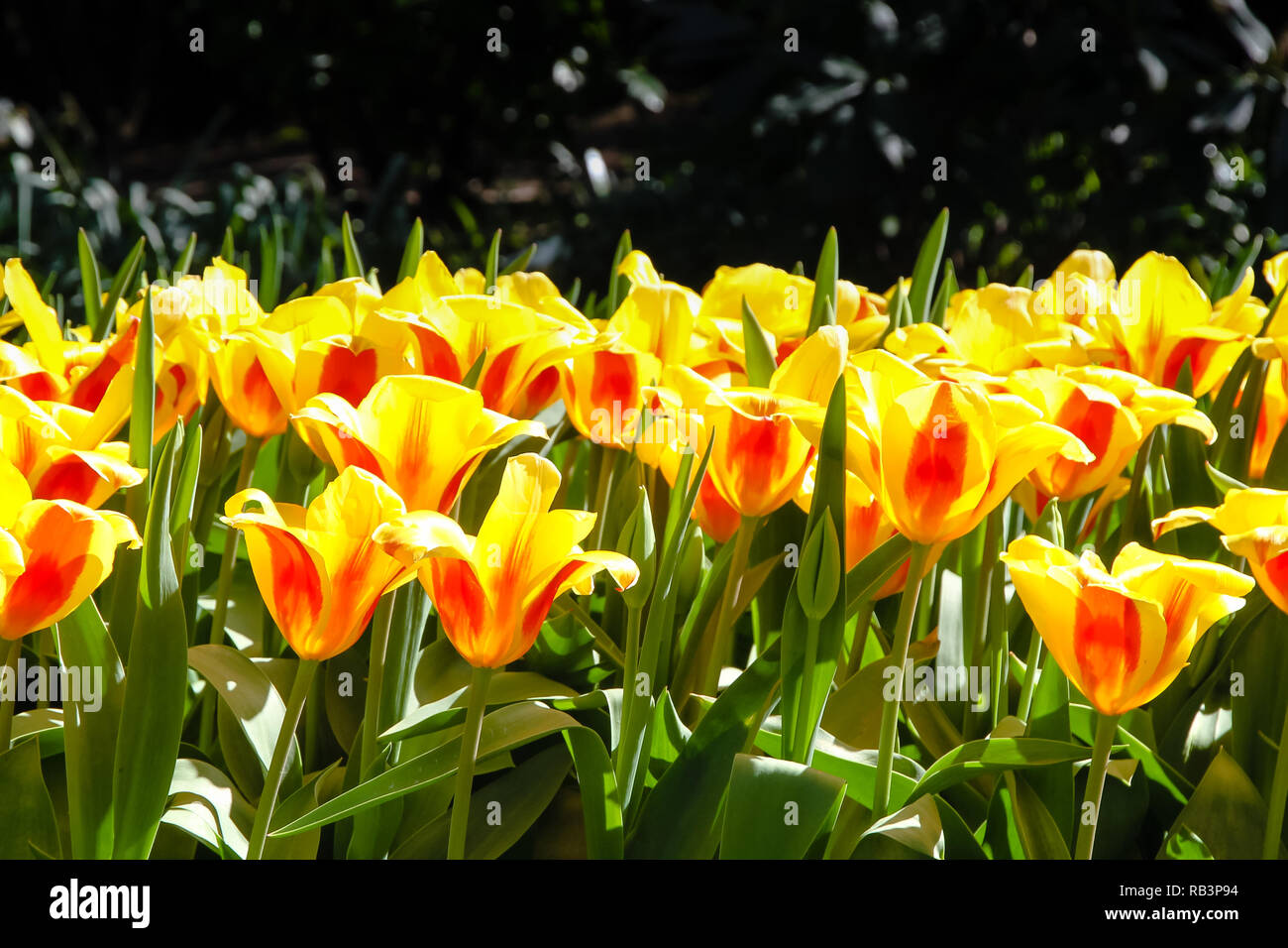 La molla di colore giallo e rosso tulipani che fiorisce con peduncolo verde contro uno sfondo scuro su una soleggiata giornata all'aperto. Concetto di immagine per le stagioni primavera ed estate, Foto Stock