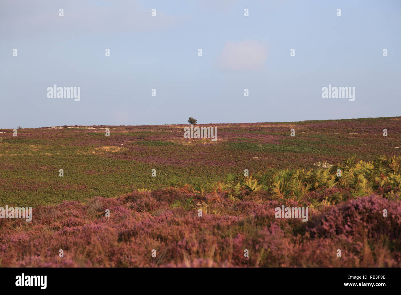 Heather, la fine del mondo, popolare con gli escursionisti, Vale, Eglwyseg Valley, Denbighshire, il Galles del Nord, Wales, Regno Unito Foto Stock