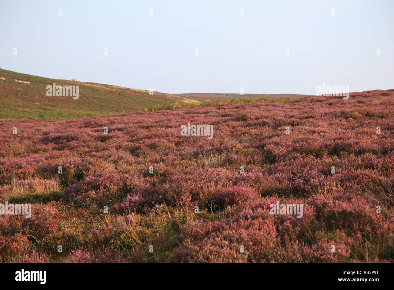 Heather, la fine del mondo, popolare con gli escursionisti, Vale, Eglwyseg Valley, Denbighshire, il Galles del Nord, Wales, Regno Unito Foto Stock