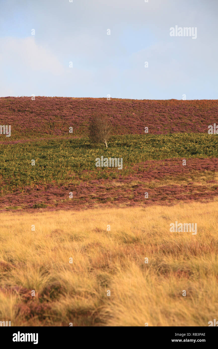 Heather, la fine del mondo, popolare con gli escursionisti, Vale, Eglwyseg Valley, Denbighshire, il Galles del Nord, Wales, Regno Unito Foto Stock