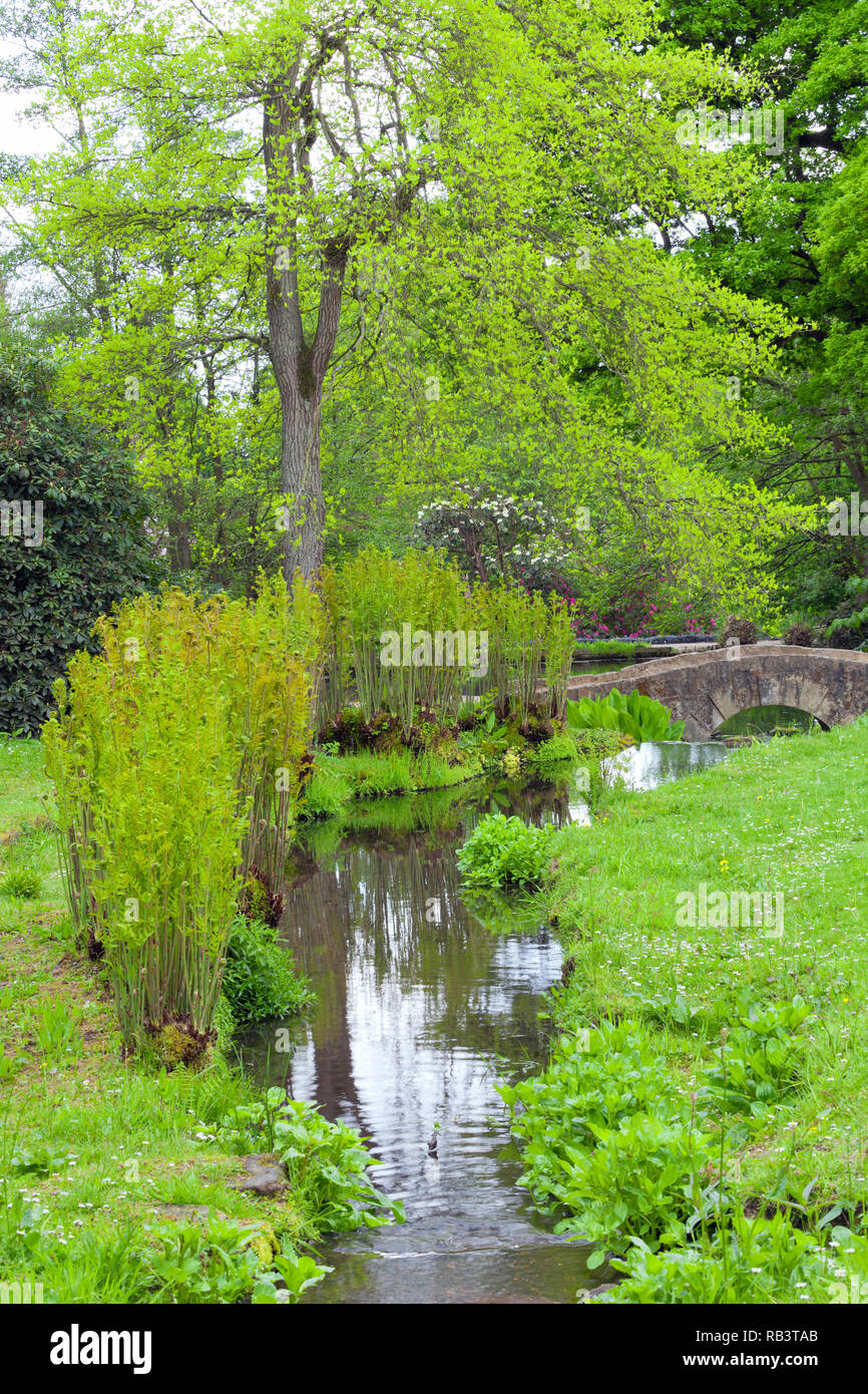 Stream serpeggianti attraverso prati fioriti, felci, giovani foglie verdi alberi, un antico ponte in pietra, inglese campagna parco, la primavera . Foto Stock