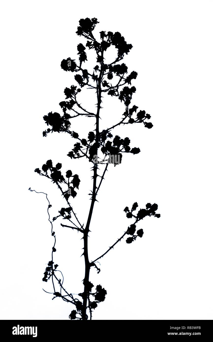 Tutto è possibile in fotografia. Cambiato fiore in bianco e nero per sollevare la sua unicità. Foto Stock