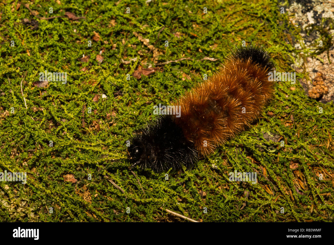 Nastrare lanosi Bear Caterpillar (Pyrrharctia isabella) Foto Stock