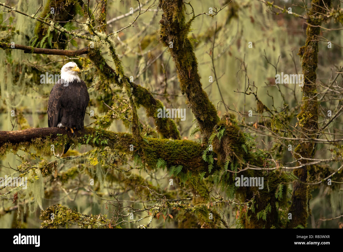 Aquila calva (Haliaeetus leucocephalus) arroccato in MOSS-struttura coperta nello stato di Washington Foto Stock