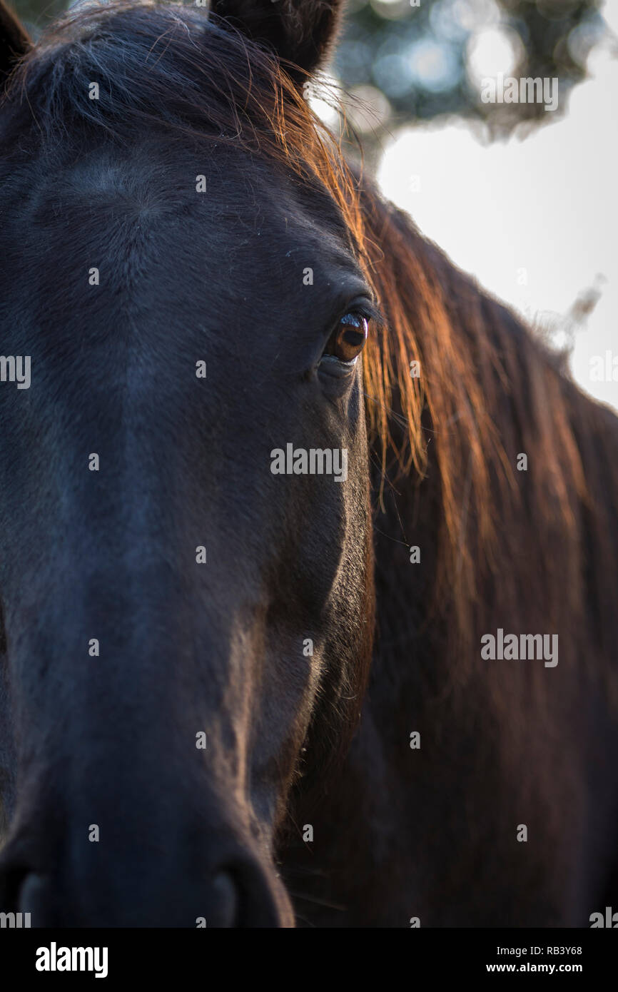 In prossimità di una testa di cavallo con la luce del sole riflesso sulla sua mane Foto Stock