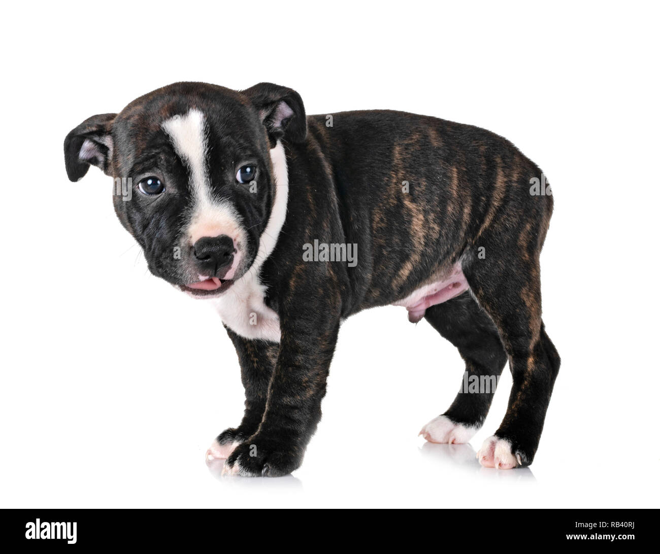 Cucciolo di staffordshire bull terrier di fronte a uno sfondo bianco Foto Stock