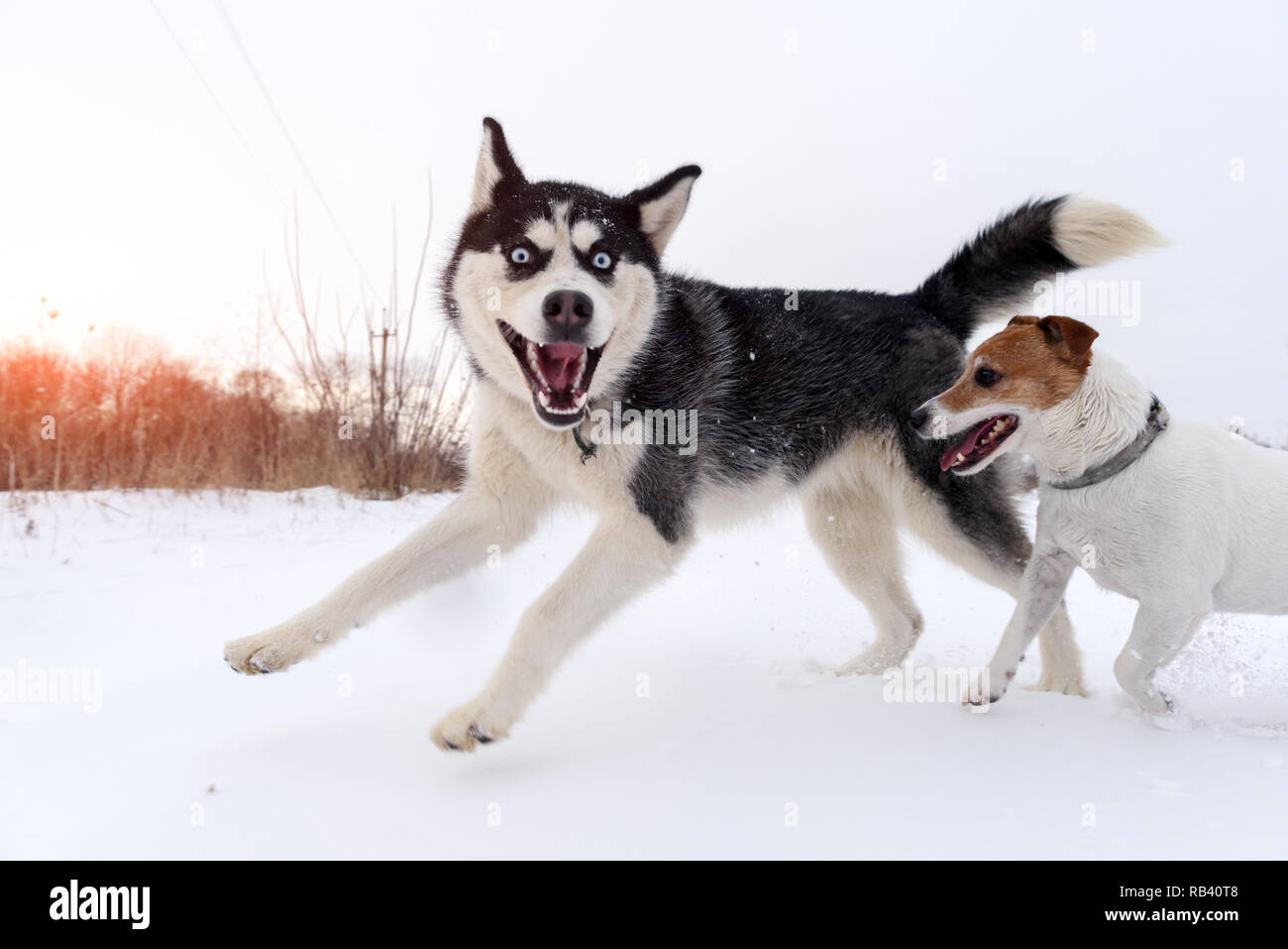 Siberian Husky e jack russel terrier Cani giocando sul campo d'inverno. Felice puppys nella neve soffice. Fotografia degli animali Foto Stock