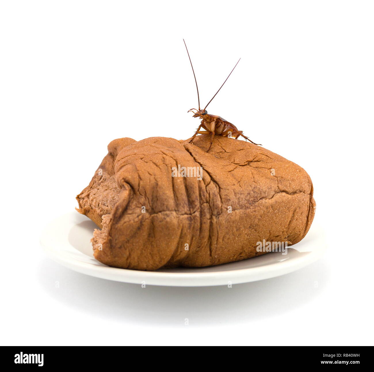 Close up scarafaggio su un pane su una piastra bianca isolata su uno sfondo bianco. Foto Stock
