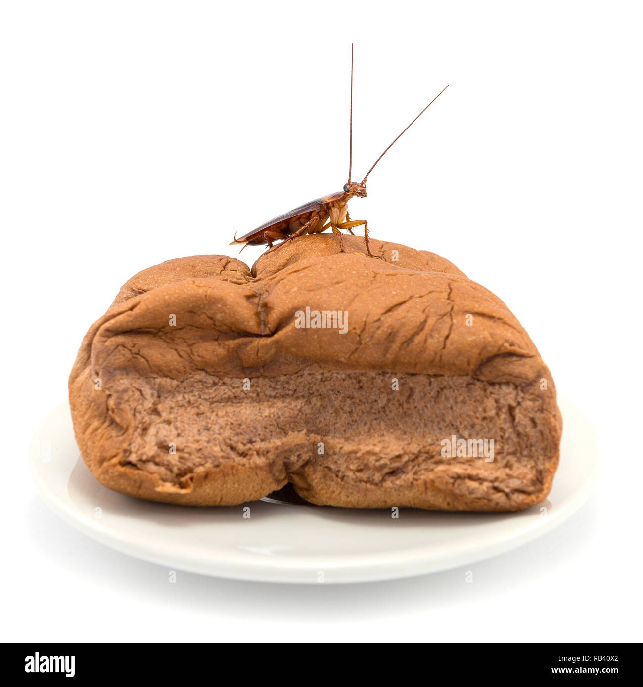 Close up scarafaggio su un pane su una piastra bianca isolata su uno sfondo bianco. Foto Stock