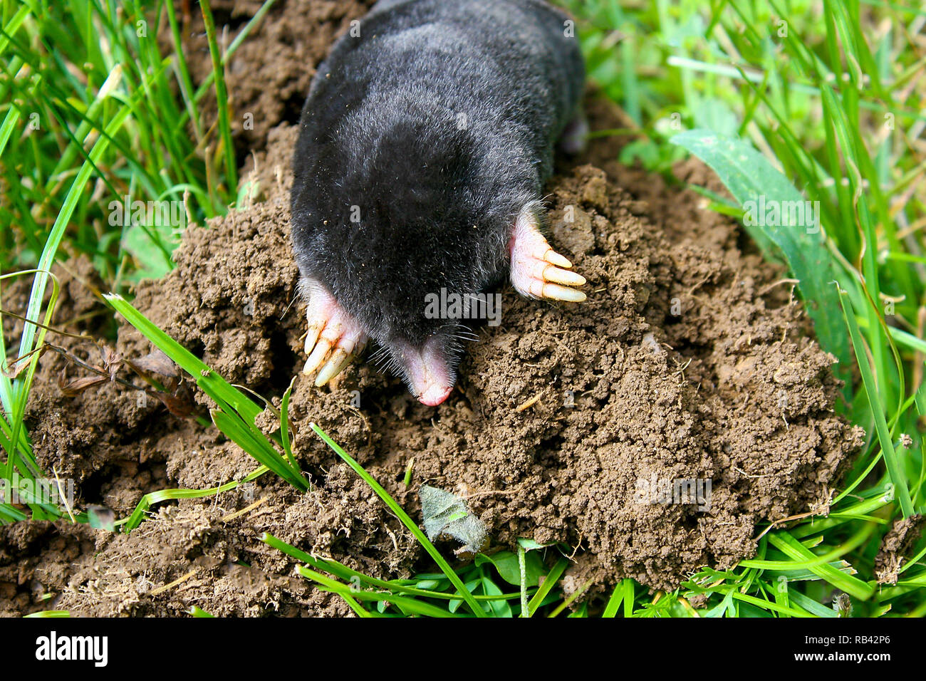 Unione mole (Talpa europaea) è un mammifero dell'ordine Eulipotyphla. È anche noto come il comune mole e la mole del nord. Foto Stock