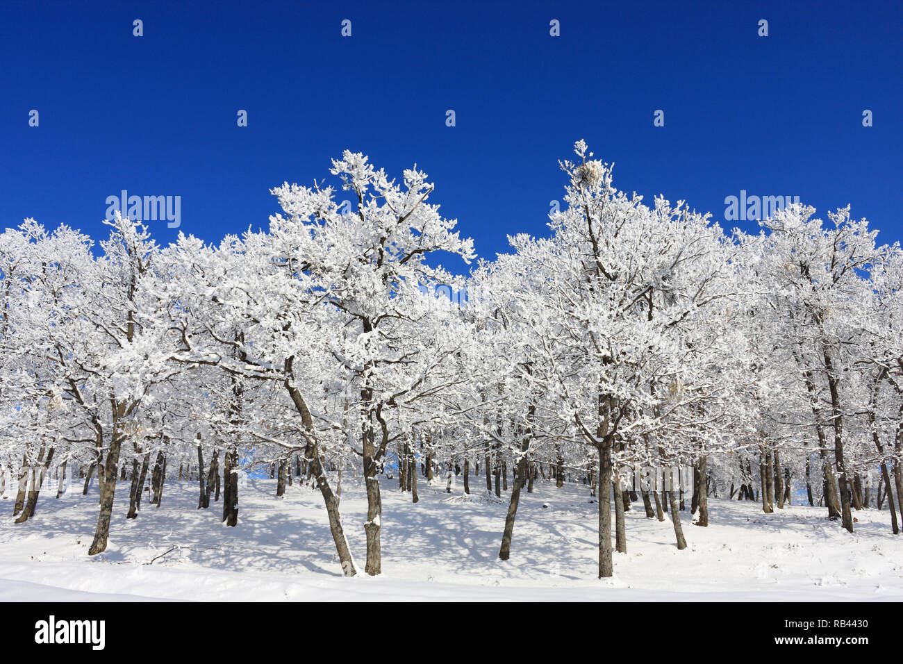 Congelati inverno foresta con alberi coperti di brina contro il cielo blu chiaro Foto Stock