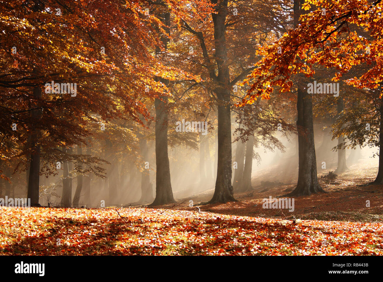 Bella raggi del sole attraverso la nebbia e rami di alberi in autunno Foto Stock