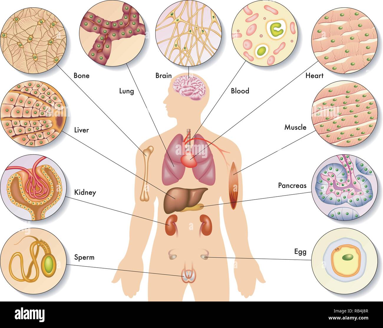 Illustrazione medica del corpo umano le cellule Illustrazione Vettoriale