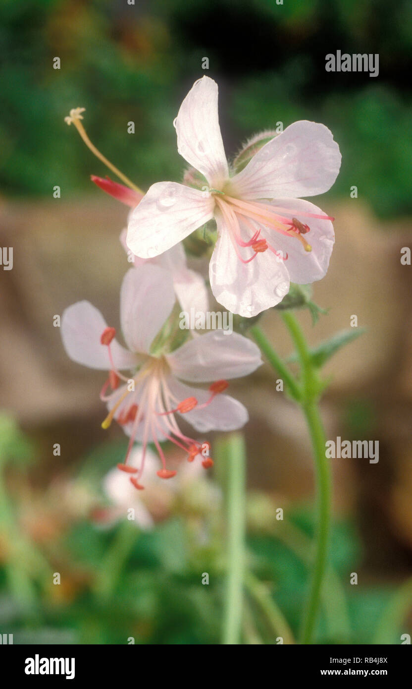 PRIMA PIANURA DI FIORI DI GERANIUM MACRORRHIZUM (CONOSCIUTO COME GERANIO A RADICE GRANDE O CRANECINO E GERANIO RESISTENTE) Foto Stock