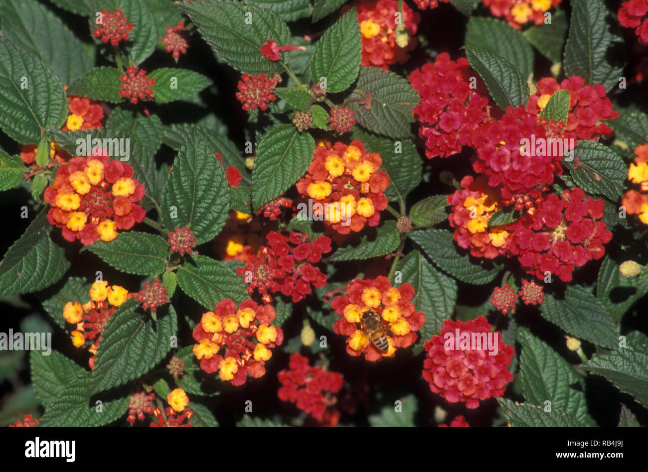 LANTANA CAMARA (comune lantana) Foto Stock